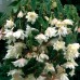 垂海棠 (白) Pendula White